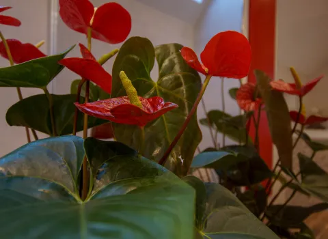 Blumen im Elternbad vom Handwerksunternehmen bad & heizung Laabs in Potsdam.